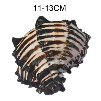 11-13cm Természetes Fekete-Fehér Csont Csiga Mediterrán Otthon akvárium Platform Táj Korall Kagyló, Kagyló, Kreatív Kézműves Ajándékot,