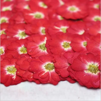 30db Préselt, Szárított Kínai Vörös Rózsa, Virág, Növények Herbárium Ékszerek Könyvjelző Scrapbook Telefon Esetében Lámpaernyő Képeslap DIY